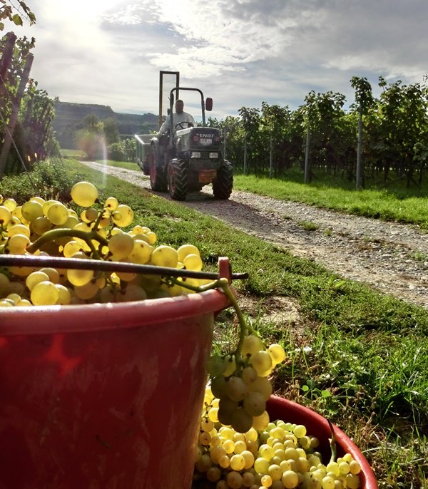 Høst billede 2012 K H Johner Kaiserstuhl|vinbutikken.dk