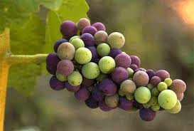 Verasion Pinot noir|vinbutikken.dk